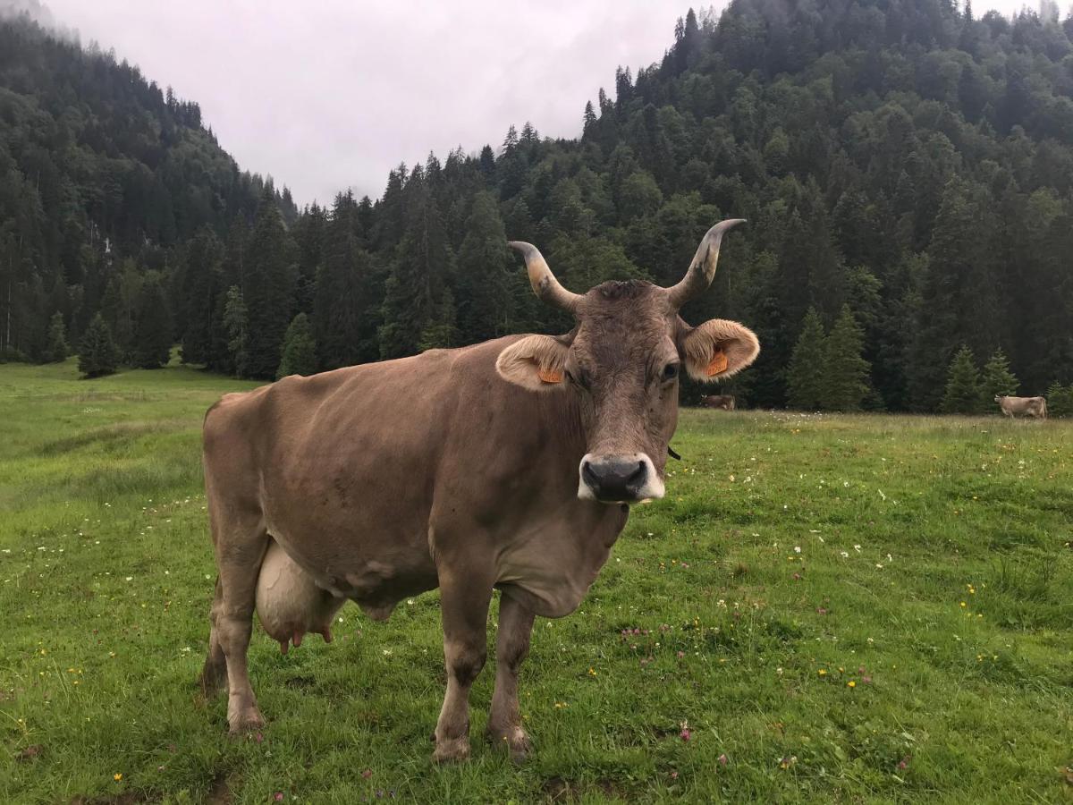 Kleine Ferienwohnung Am Rande Der Wildnis Sibratsgfall Luaran gambar